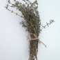 German Thyme Seeds, 1/2gr Approx 3500 seeds Heirloom