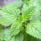 Lemon Balm .443gr Approx 1250 Seeds ORGANIC Non GMO