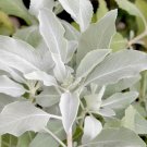 White Sage Seeds 30 Seeds Salvia Apiana