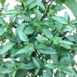 Cinnamon Basil Seeds, NON-GMO, 500 seeds .69gr