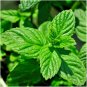 Lemon Mint .12gr Approx 200 Seeds Organic Non GMO