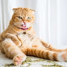Catnip Seeds Organic .20 Grams per order. High Germination!