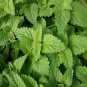 Catnip Seeds Organic .20 Grams per order. High Germination!
