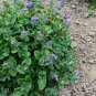 Catnip Seeds Organic .20 Grams per order. High Germination!