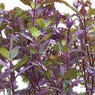 Red Leaf Holy Basil  You will get 1/2gr Approx 250 Seeds