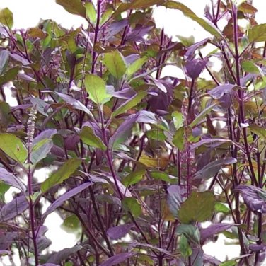 Red Leaf Holy Basil  You will get 1/2gr Approx 250 Seeds