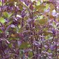 Red Leaf Holy Basil  You will get 1/2gr Approx 250 Seeds