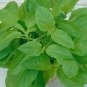Red Leaf Holy Basil  You will get 1/2gr Approx 250 Seeds
