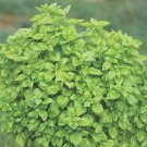 Genovese Basil Seeds, NON-GMO, .69gr Approx 500 Seeds