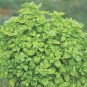 Genovese Basil Seeds, NON-GMO, .69gr Approx 500 Seeds