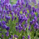 Lavender Vera/English 250 Seeds for Planting - Organic