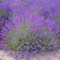Lavender Vera/English 250 Seeds for Planting - Organic