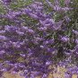 Lavender Vera/English 250 Seeds for Planting - Organic