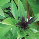 Licorice Basil Herb 250 Seeds, Thai Basil NON-GMO