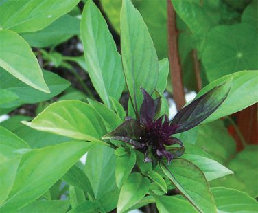 Licorice Basil Herb 250 Seeds, Thai Basil NON-GMO