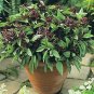 Licorice Basil Herb 250 Seeds, Thai Basil NON-GMO