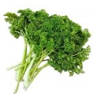 Forest Green Parsley 1000 Seeds, NON-GMO, Heirloom
