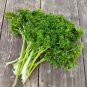 Forest Green Parsley 1000 Seeds, NON-GMO, Heirloom