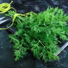 Indian Dill 325 Seeds, NON-GMO