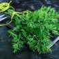 Indian Dill 325 Seeds, NON-GMO