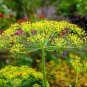 Indian Dill 325 Seeds, NON-GMO