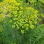 Indian Dill 325 Seeds, NON-GMO