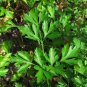Italian Parsley 500 Seeds, NON-GMO