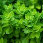 Italian Oregano 4000 Seeds Non-GMO