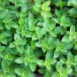 Italian Oregano 4000 Seeds Non-GMO
