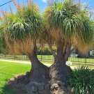 Ponytail Palm Beaucarnea Reuurvata 10 Seeds
