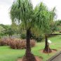 Ponytail Palm Beaucarnea Reuurvata 10 Seeds