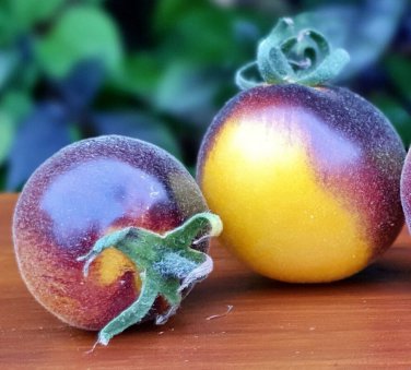 *NEW* Wolly Kate Yellow Tomato 10 Seeds