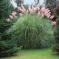 Pink Pampas Grass Seed Cortaderia Selloana 100 Seeds