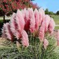 Pink Pampas Grass Seed Cortaderia Selloana 100 Seeds