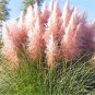 Pink Pampas Grass Seed Cortaderia Selloana 100 Seeds