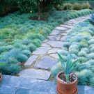 Blue Fescue Grass Seed Festuca ovina glauca 100 Seeds Free Shipping!