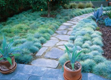Blue Fescue Grass Seed Festuca ovina glauca 100 Seeds Free Shipping!