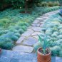 Blue Fescue Grass Seed Festuca ovina glauca 100 Seeds Free Shipping!