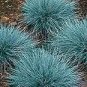 Blue Fescue Grass Seed Festuca ovina glauca 100 Seeds Free Shipping!