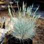 Blue Fescue Grass Seed Festuca ovina glauca 100 Seeds Free Shipping!