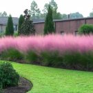 Pink Muhly Grass Muhlenbergia Capillaris 10 Seeds