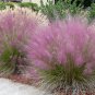 Pink Muhly Grass Muhlenbergia Capillaris 10 Seeds