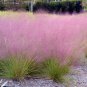 Pink Muhly Grass Muhlenbergia Capillaris 10 Seeds