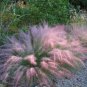 Pink Muhly Grass Muhlenbergia Capillaris 10 Seeds