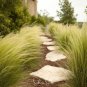 Mexican Feather Grass Stipa Tenuissima 150 Seeds
