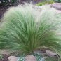 Mexican Feather Grass Stipa Tenuissima 150 Seeds