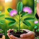 Sensative Plant Mimosa Pudica 200 Seeds Free Shipping!