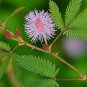 Sensative Plant Mimosa Pudica 200 Seeds Free Shipping!