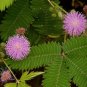 Sensative Plant Mimosa Pudica 200 Seeds Free Shipping!