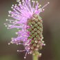 Sensative Plant Mimosa Pudica 200 Seeds Free Shipping!